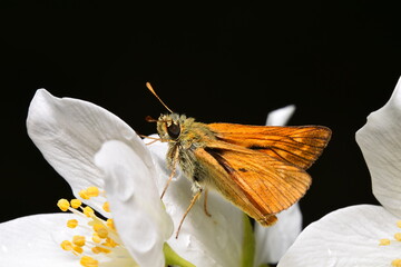 butterfly on flower