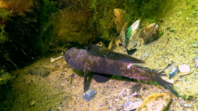 The black goby (Gobius niger) floats above the seabed, the Black Sea.