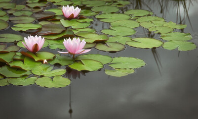 Drei Seerosen im Gartenteich © Rebel