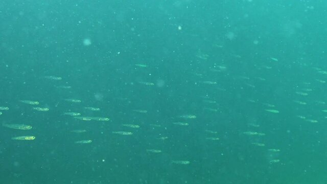 The transparent goby (Aphia minuta), small pelagic fish swim in the water column. Black Sea.