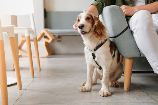 Cute spaniel dog sits at a cafe next to a visitor, generic interior. Pet friendly restaurants or public places, support dog, pets as companions