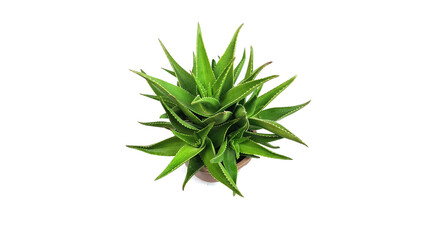 Natural pictures of aloe vera and other agave type