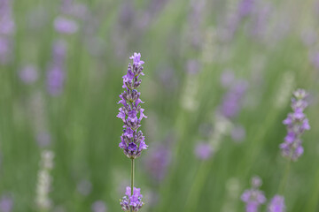 ラベンダー畑の中の一本のラベンダー　背景　壁紙