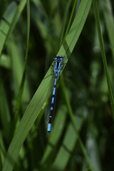 blue dragonfly on leaf