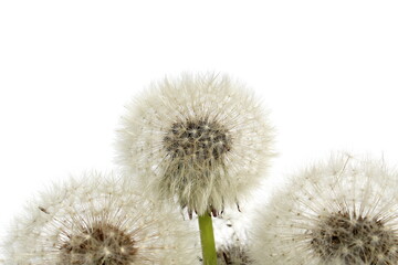 A bouquet of dandelions with seeds in a vase on a white background