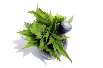 Fresh green nettle stands in mortar on white isolated background