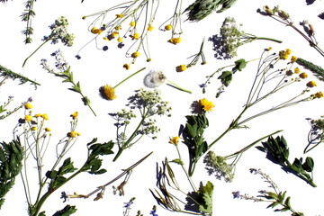 Medicinal wild flowers and plants lie on a white background