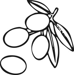 Modern olives icon, olive branch symbol. White background