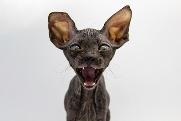 Beautiful gray Sphynx kitten against background. A little sphynx cat open the mouth to shout