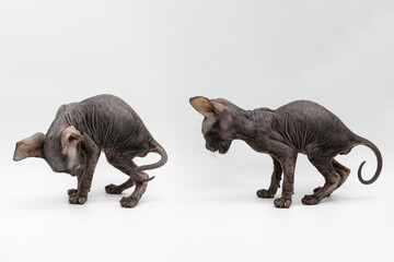 Set of photos of gray kitten sphynx on the white background.
