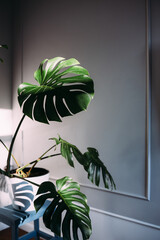 Monstera green leaves or Monstera Deliciosa, Indoor house plant in pot.
