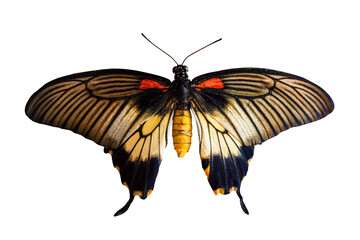 Colorful butterfly isolated on a white background. Close up macro image