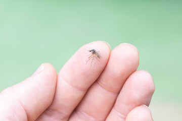 blood-sucking insect mosquito