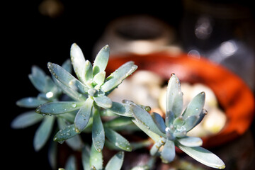 Beautiful green plant with bokeh background