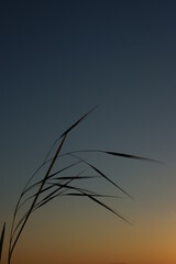 Obraz premium SONY DSC