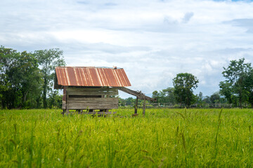 A old wooden hut with rusty zinc roof in the rice paddy field (as foreground) and natural view with cloudy sky (as background). Nature outdoor view photo. Selective focus.