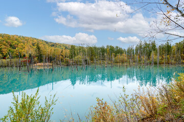 Blue pond (Aoiike) in Biei, Hokkaido Autumn season, JAPAN