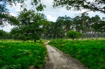 Fototapeten Wanderweg durch den Diersfordter Wald © hespasoft