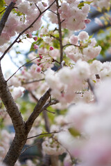 Double cherry blossom in full bloom in the office district of Tokyo