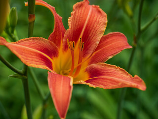 Beautiful cosmos flower field in sunny.