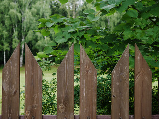 a wooden fence and green bushes against a clear blue sky. A wall of green leaves with a parallel board on a summer background of nature.