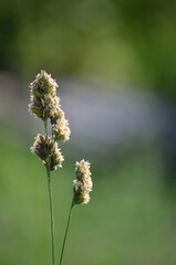 Ears of grass