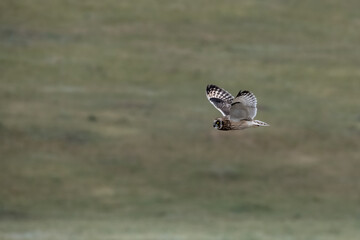 Short Eared Owl Streatches Its Wings In Flight