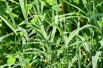 Variegated ornamental grass is used in landscape design.