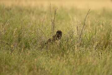 Short Eared Owl Sits on Nest