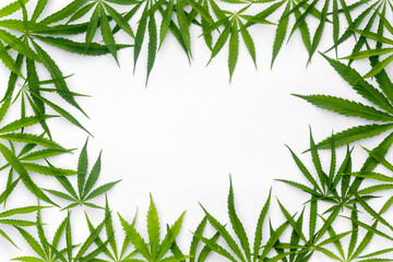 Green cannabis indica, marijuana leaves on white background with copy space for your text