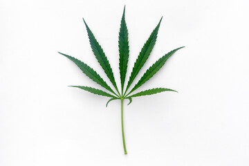 Green cannabis indica, marijuana leaves on white background. Close-up