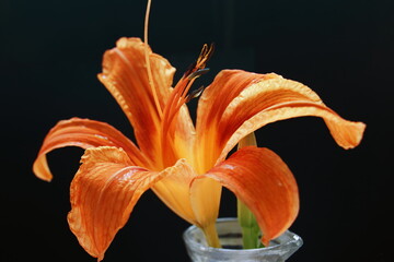 orange tiger lily