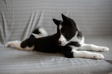 Husky puppy of black and white color. The child of a dog of the Russian-European Laika breed.