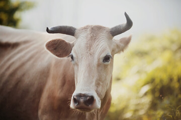 Portrait of a horned cow.