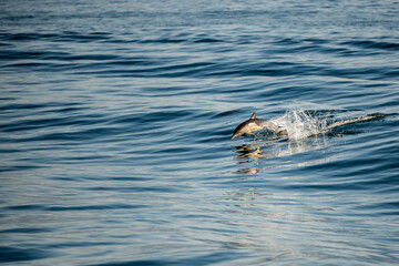 Obraz premium Single Breaching Dolphin Riding A Wave