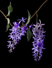 petrea volubilis flower with leaves, commonly known as purple wreath, queen's wreath, sandpaper...