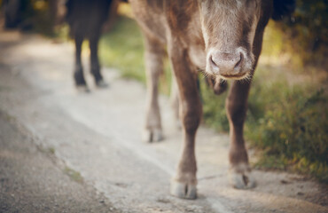 Cow's nose close-up.