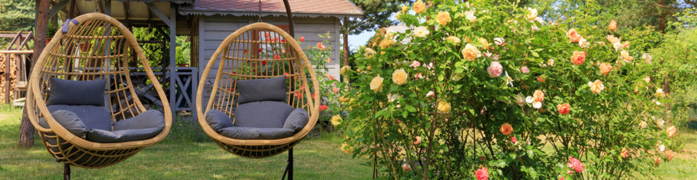 Two rattan cocoon wicker chairs near blooming roses in the backyard in summer