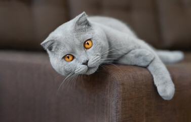 Beautiful scottish shorthair gray cat lying on the brown couch.