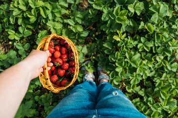 Strawberry field on fruit farm. Fresh ripe organic strawberry in basket. Harvesting on strawberry farm, berry plantation. Strawberries ready for export.