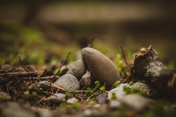 Small Rocks Gathered to Look Like Nest