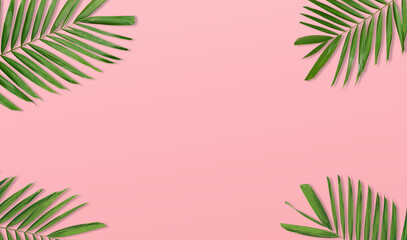 Tropical green palm leaf branches on pink background. Summer exotic concept