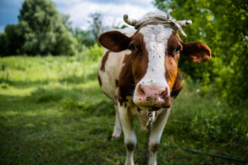 Naklejka na ściany i meble cow in the field