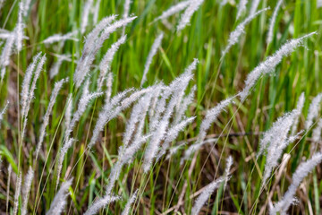 The grass flowers.