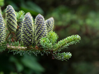 Rare conifers: Korean fir. Cones of the fir. Macro.
