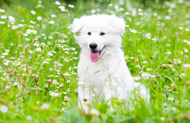 puppy in daisies