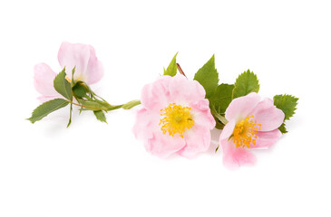 Obraz na płótnie Canvas Blossom of wild rose isolated on white