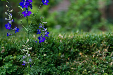 blue and green natural background