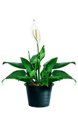 Peace Lily white flower and green leaf in black plastic pot isolated on white background. Peace Lily tree the popular ornamental houseplant air purifying plants for home tropical minimal design.