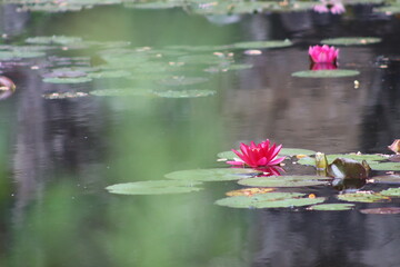 Flowering water lily in a water reservoir in a closed industrial area -Wonderful © Rolf